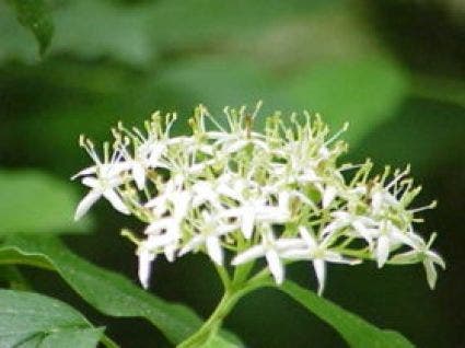  Rode Kornoelje (Cornus Sanguinea)