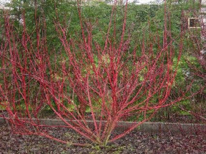  Rode Kornoelje (Cornus Sanguinea)