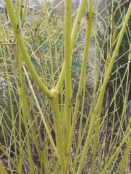  Kornoelje (Cornus Stolonifera 'Flaviramea')