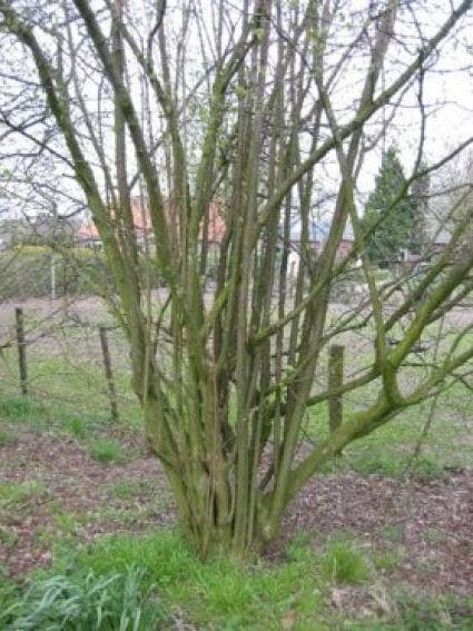  Hazelaar (Corylus Avellana)