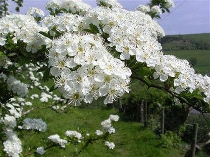  Meidoornhaag (Crataegus Monogyna)