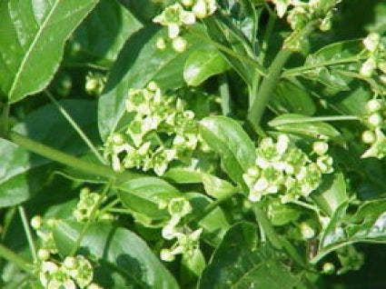  Wilde Kardinaalsmuts, Bosplantsoen (Euonymus Europaeus)