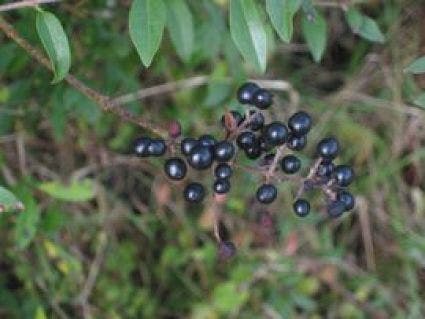  Wilde Liguster (Ligustrum Vulgare)
