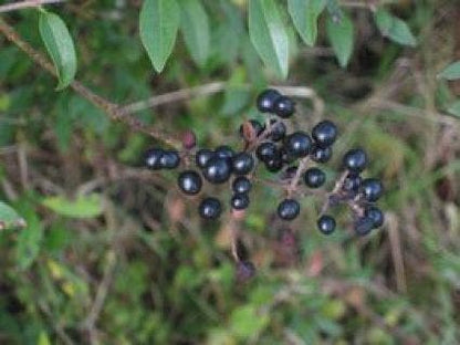  Wilde Liguster (Ligustrum Vulgare)