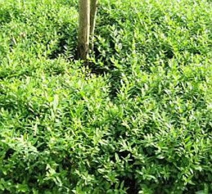  Liguster (Ligustrum Vulgare 'Lodense')