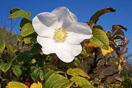  Rimpelroos (Rosa Rugosa)