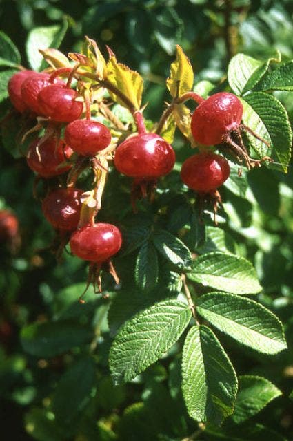  Rimpelroos (Rosa Rugosa)