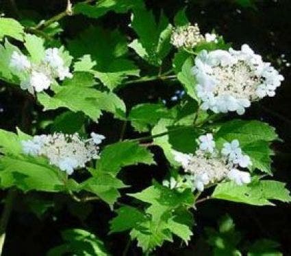  Gelderse Roos (Viburnum Opulus)