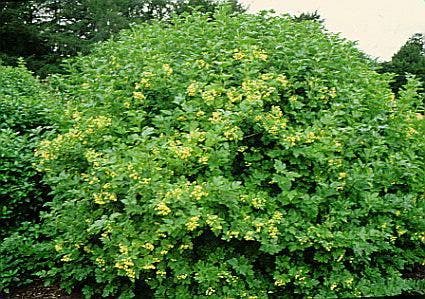  Gelderse Roos (Viburnum Opulus)