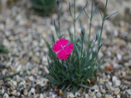  Anjer (Dianthus Gratianopolitanus 'Badenia')
