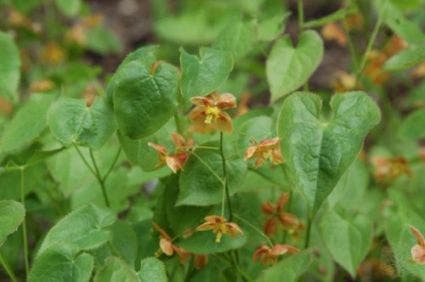  Elfenbloem (Epimedium Pubigerum 'Orangekönigin')