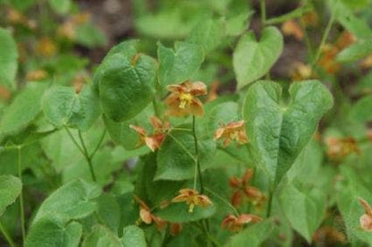  Elfenbloem (Epimedium Pubigerum 'Orangekönigin')