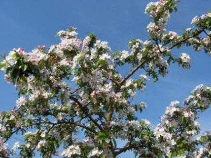  Sierappel (Malus 'Professor Sprenger')