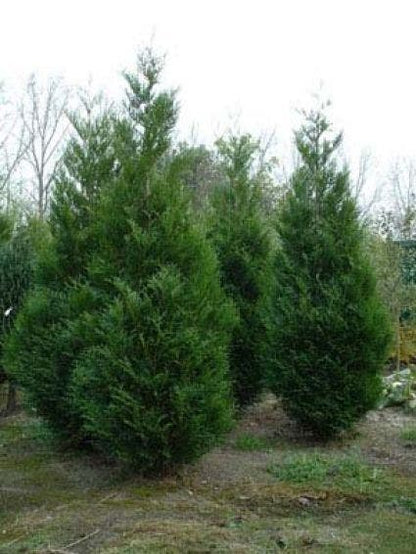  Levensboom (Thuja Plicata 'Atrovirens')