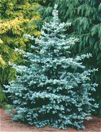  Blauwspar (Picea Pungens 'Glauca')