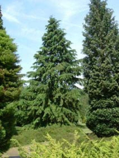  Westelijke Hemlockspar (Tsuga Heterophylla)