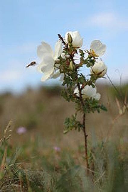  Duinroos (Rosa Pimpinellifolia)