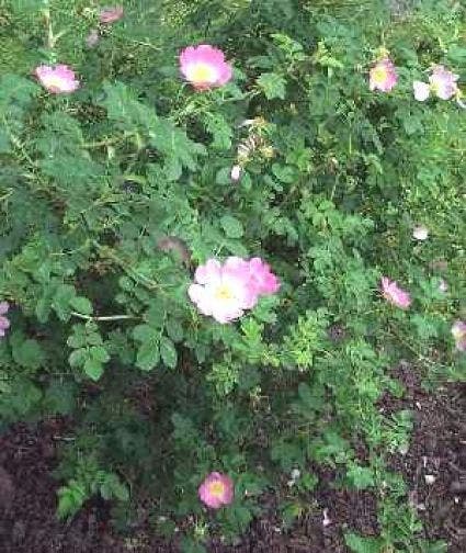  Wilde Roos (Rosa Rubiginosa)