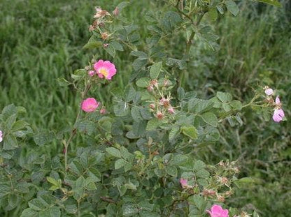  Wilde Roos (Rosa Rubiginosa)