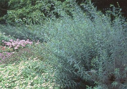  Bittere Wilg (Salix Purpurea 'Nana')