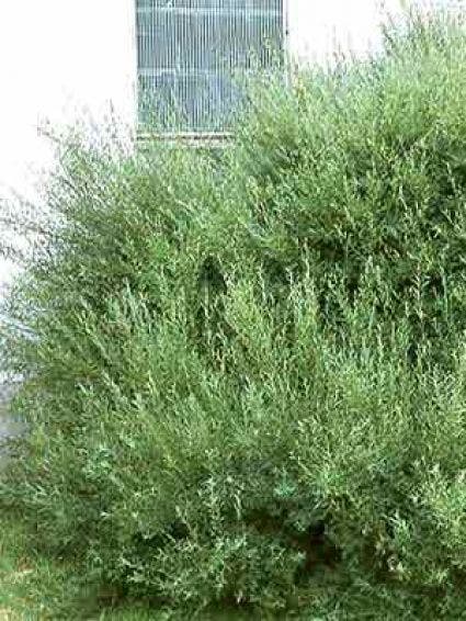  Bittere Wilg (Salix Purpurea 'Nana')
