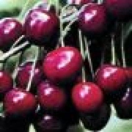 Kersenboom (Prunus Avium 'Meikers')