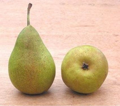  Perenboom (Pyrus Communis 'Bonne Louise D'Avranches')