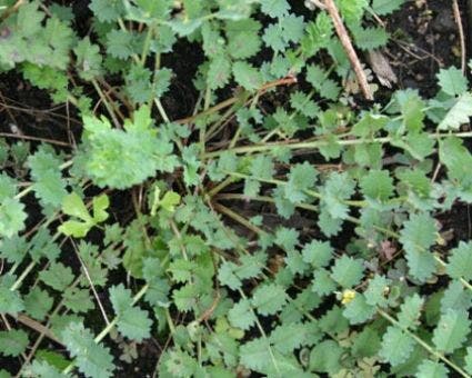  Kleine Pimpernel (Sanguisorba Minor)