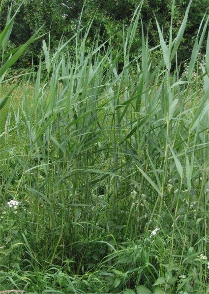  Riet (Phragmites Australis)