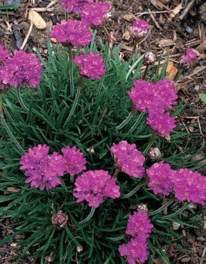  Engels Gras (Armeria Maritima 'Dusseldorfer Stolz')