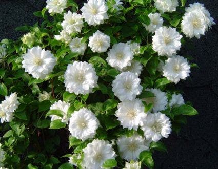  Bosrank (Clematis 'Duchess Of Edinburgh')