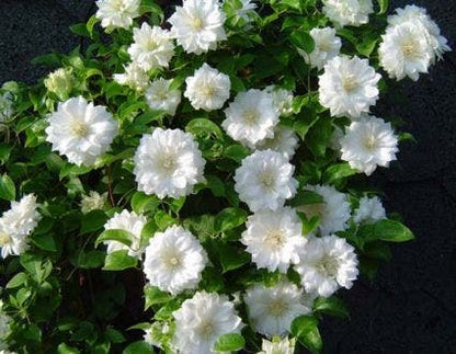 Bosrank (Clematis 'Duchess Of Edinburgh')
