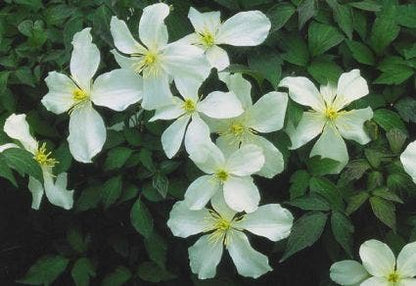  Bosrank (Clematis Montana 'Grandiflora')