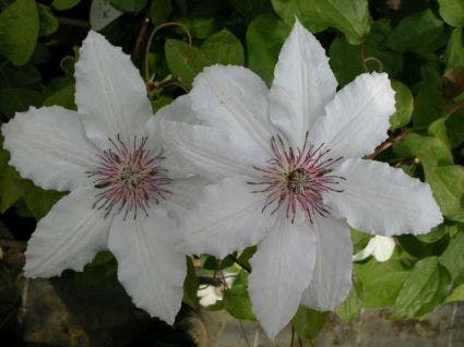  Bosrank (Clematis 'Snow Queen')