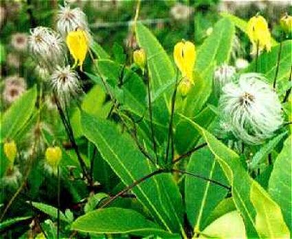  Bosrank (Clematis Tangutica)