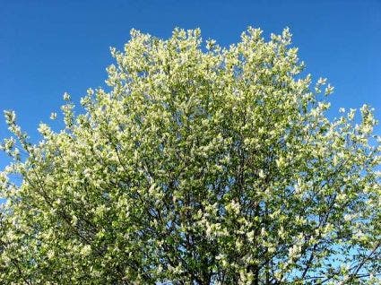  Gewone Vogelkers, Bosplantsoen (Prunus Padus)