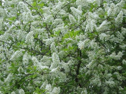 Gewone Vogelkers, Bosplantsoen (Prunus Padus)