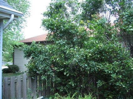  Wegedoorn (Rhamnus Cathartica)
