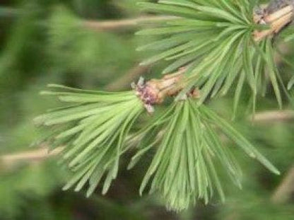  Lariks (Larix Kaempferi)