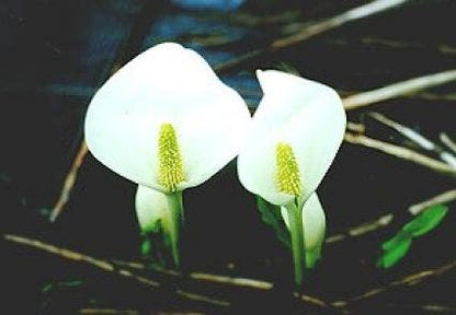  Witte Moerasaronskelk (Lysichiton Camtschatcense)