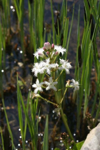  Waterdrieblad (Menyanthes Trifoliata)