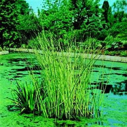  Bonte Mattenbies (Scirpus Lacustris 'Albescens')