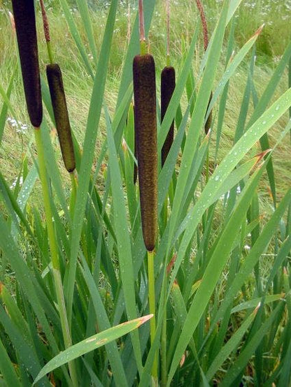  Grote Lisdodde (Typha Latifolia)