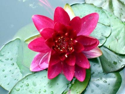  Waterlelie (Nymphaea 'Attraction')