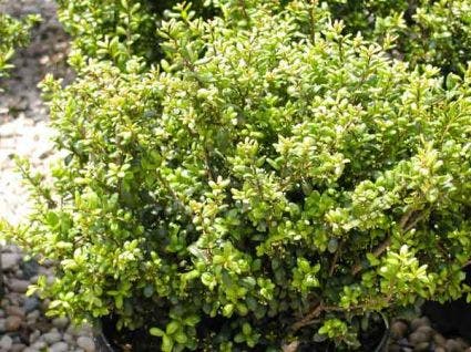  Chinese Hulst (Ilex Crenata 'Convexa')