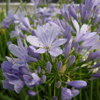  Afrikaanse Lelie (Agapanthus 'Peter Pan')
