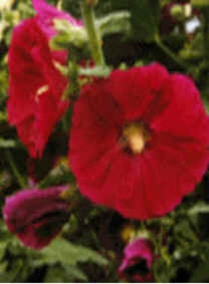  Stokroos (Alcea Rosea 'Charters Double Rot')