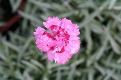  Grasanjer (Dianthus 'Maggie')