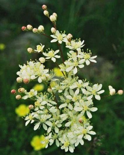  Moerasspiaea (Filipendula Vulgaris) BIO