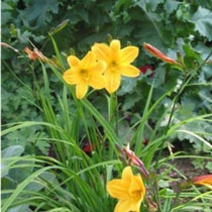  Daglelie (Hemerocallis 'Golden Chimes')